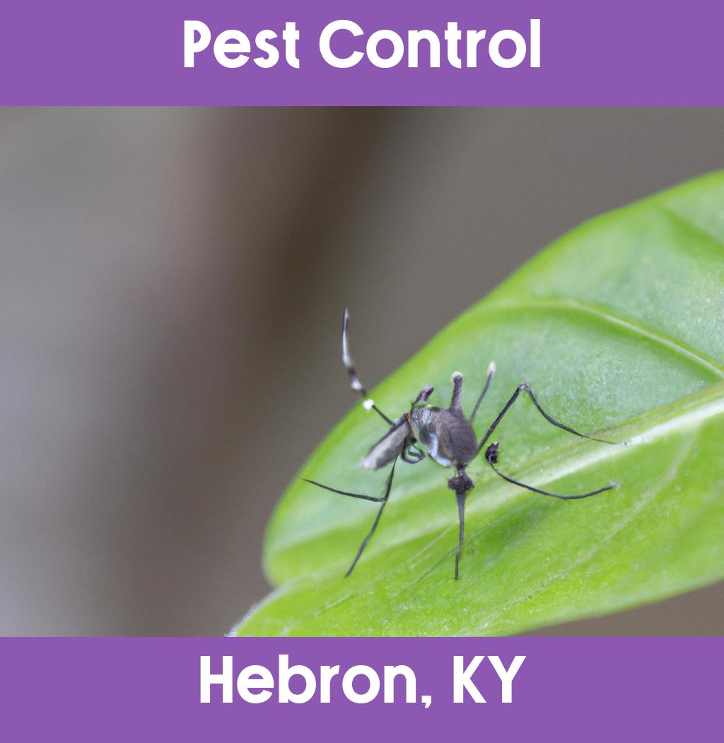 pest control in Hebron Kentucky