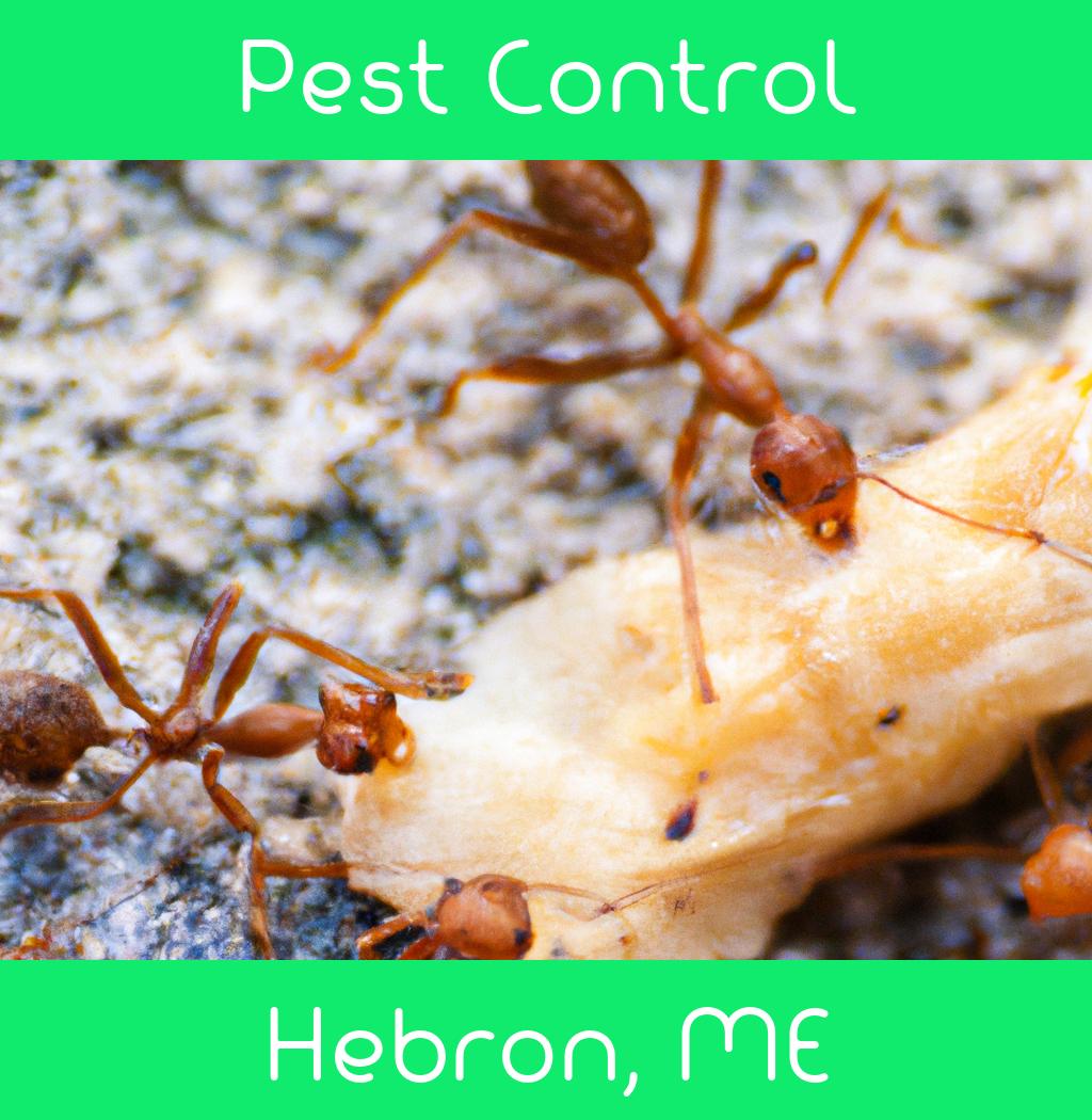 pest control in Hebron Maine