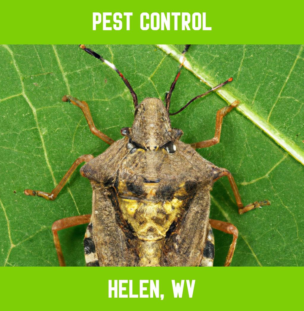 pest control in Helen West Virginia