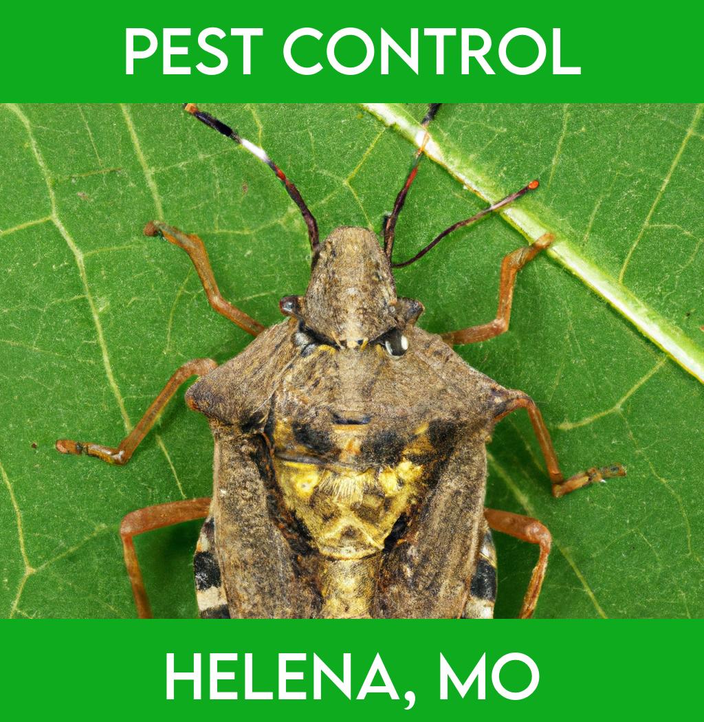 pest control in Helena Missouri