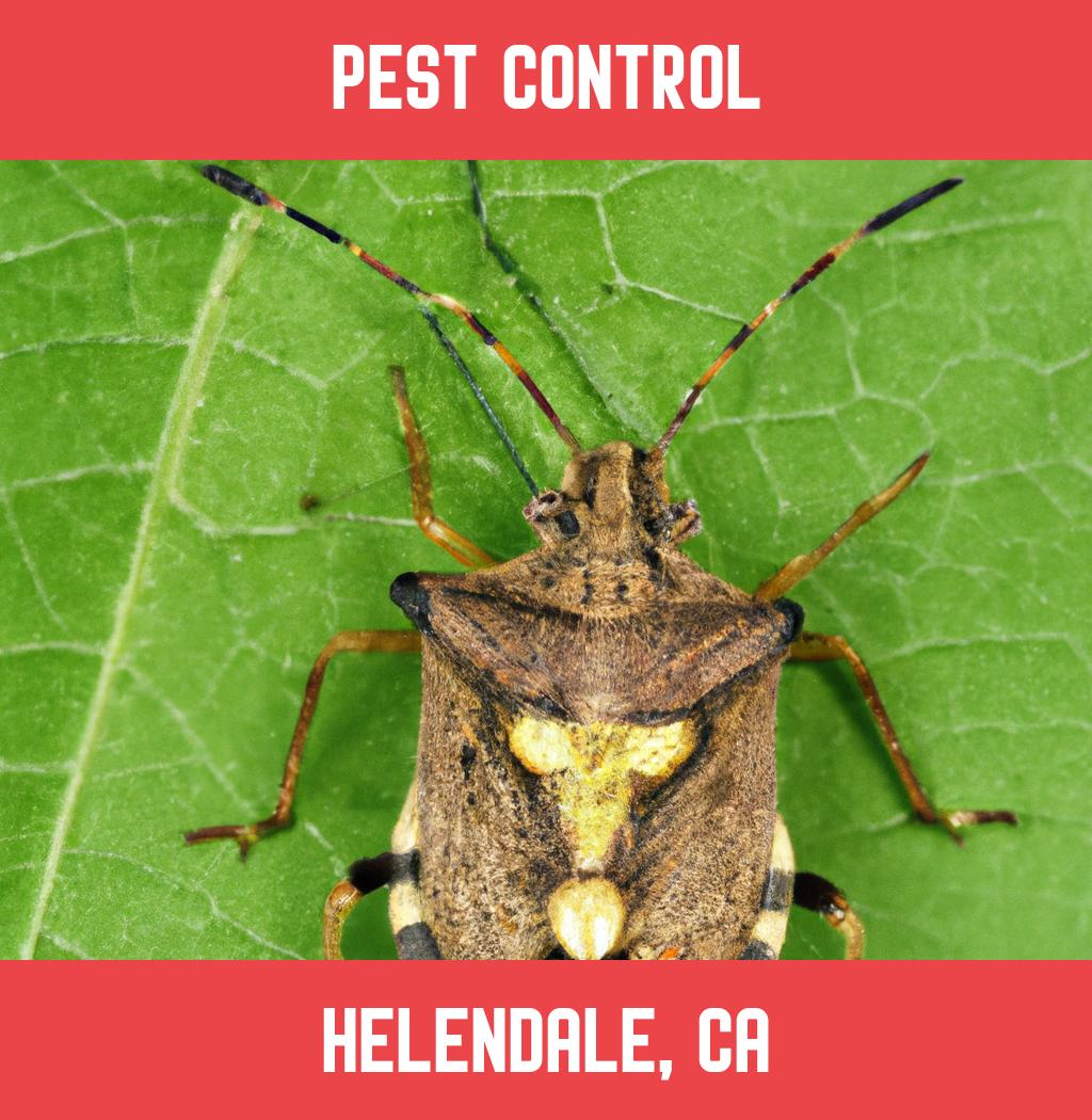 pest control in Helendale California