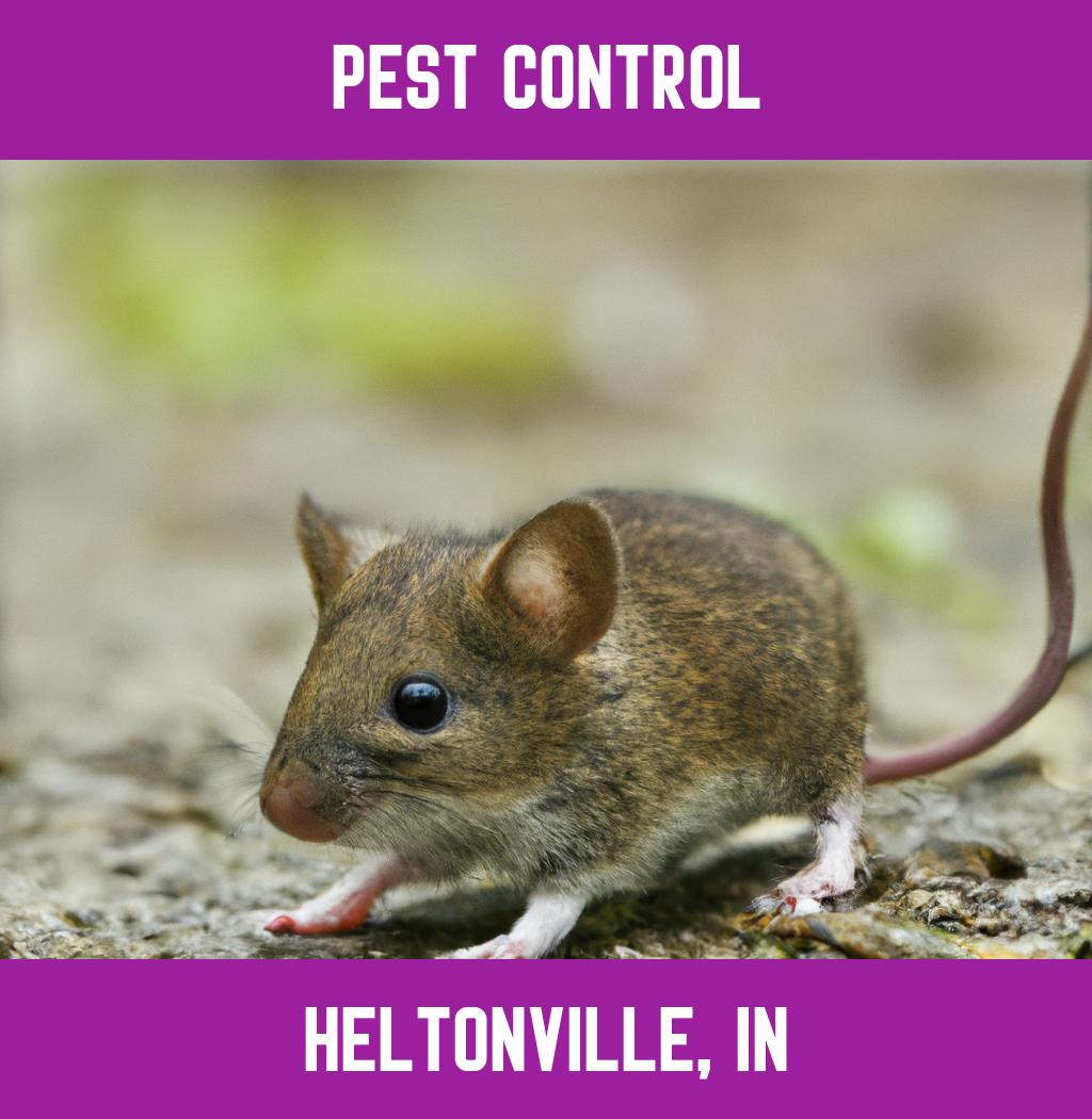 pest control in Heltonville Indiana