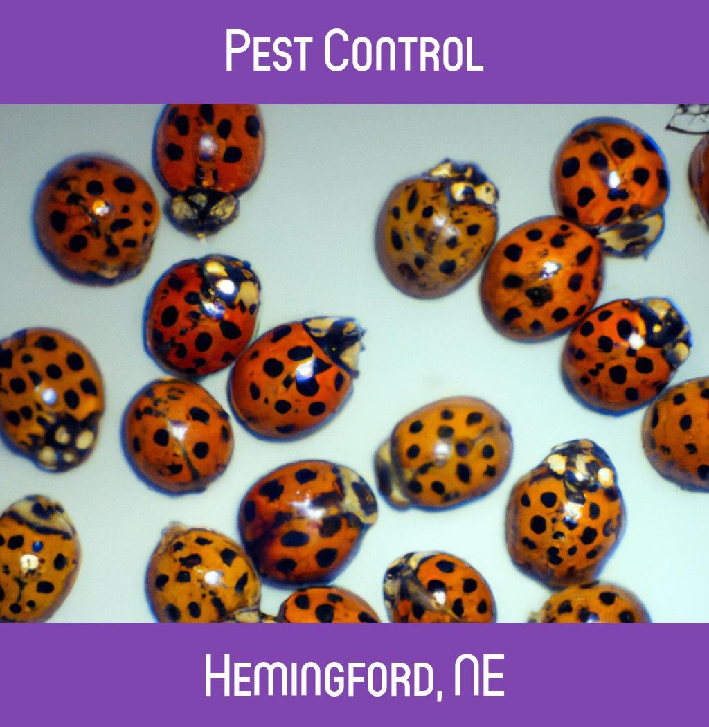 pest control in Hemingford Nebraska