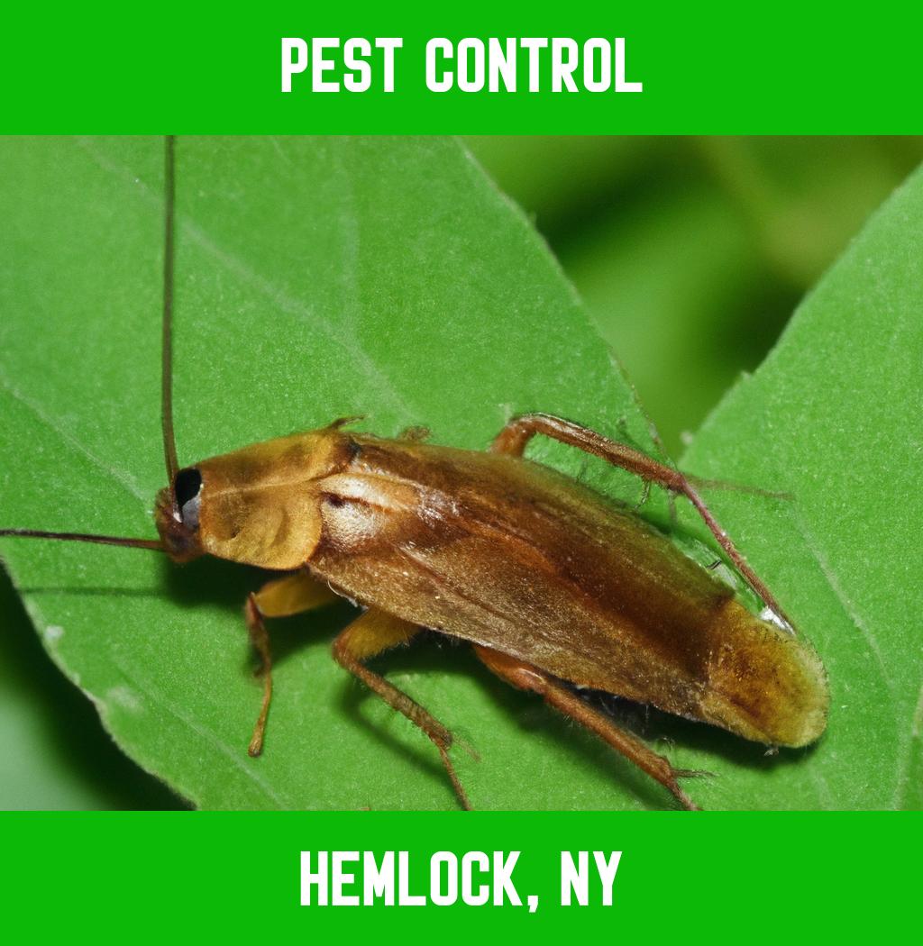 pest control in Hemlock New York