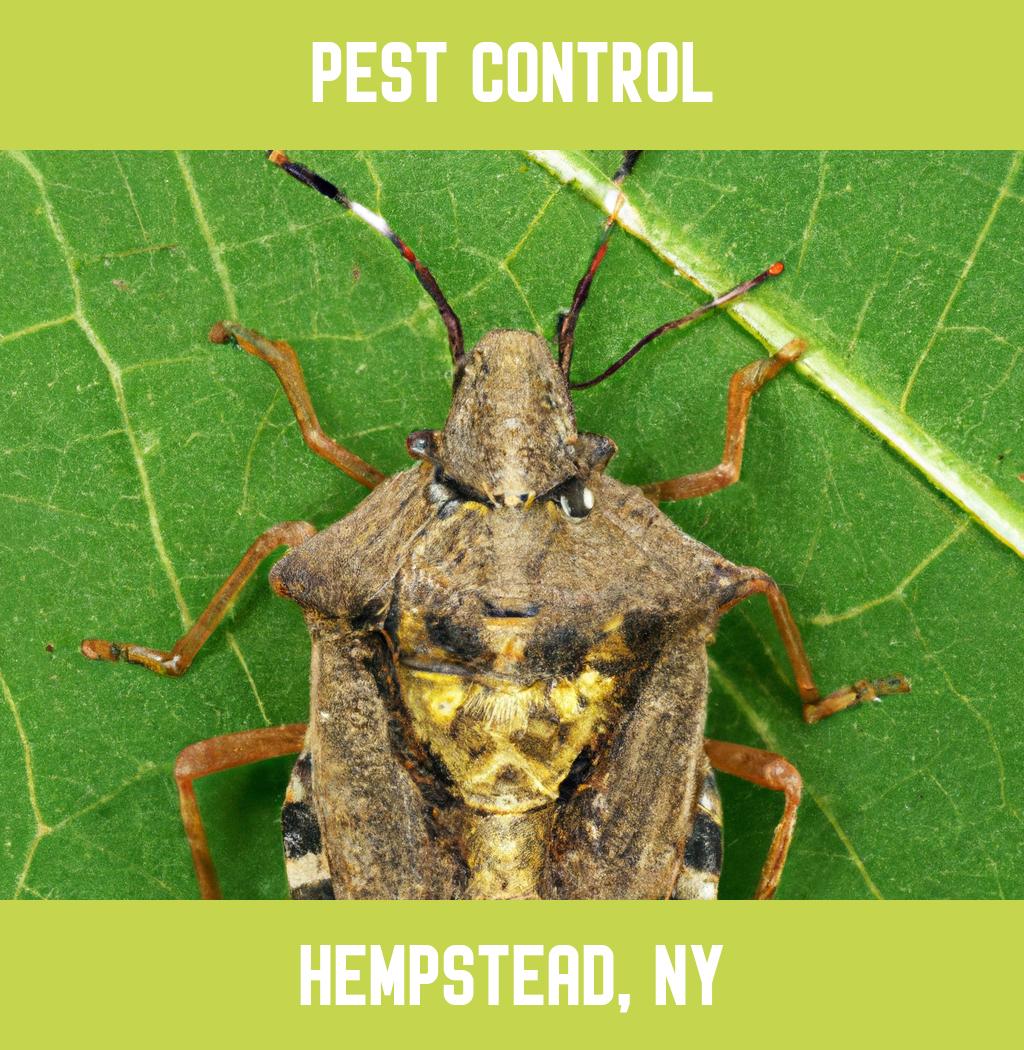 pest control in Hempstead New York
