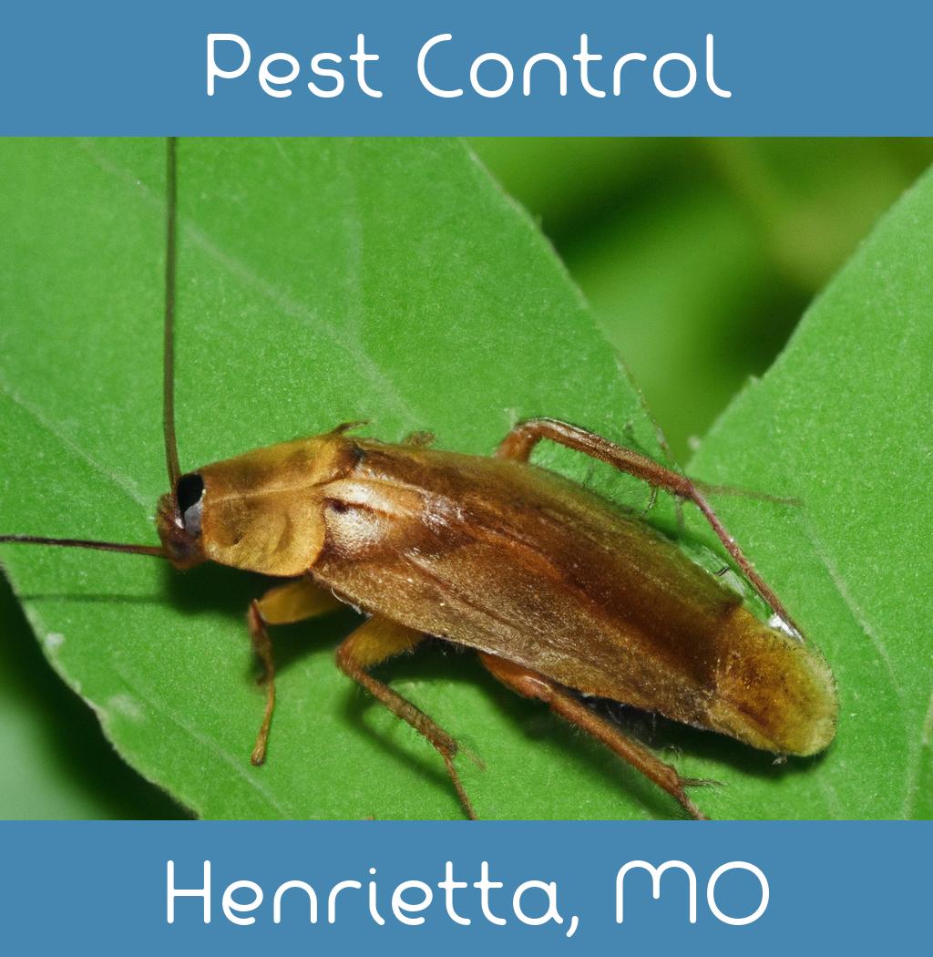 pest control in Henrietta Missouri