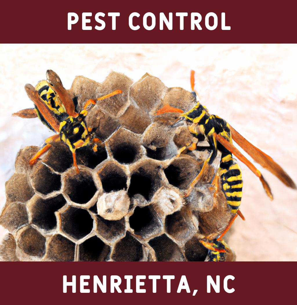 pest control in Henrietta North Carolina