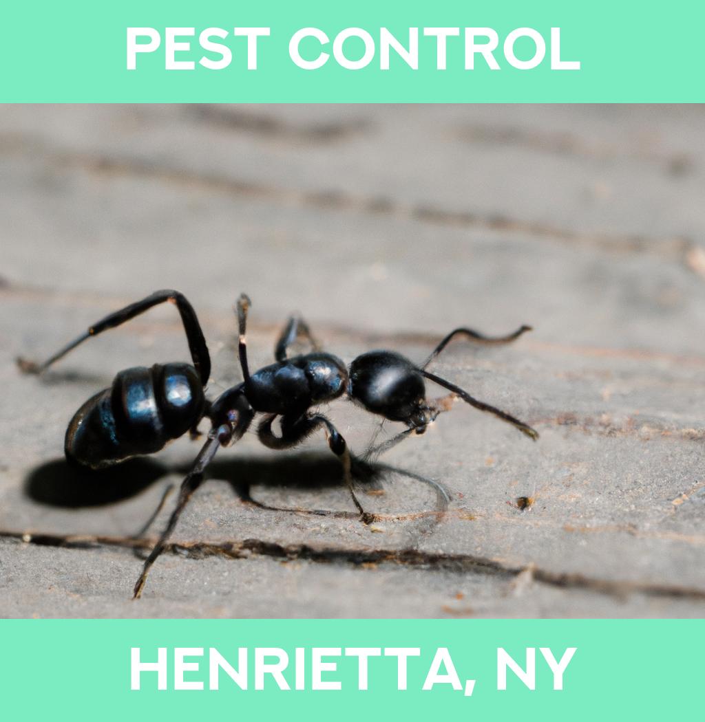pest control in Henrietta New York