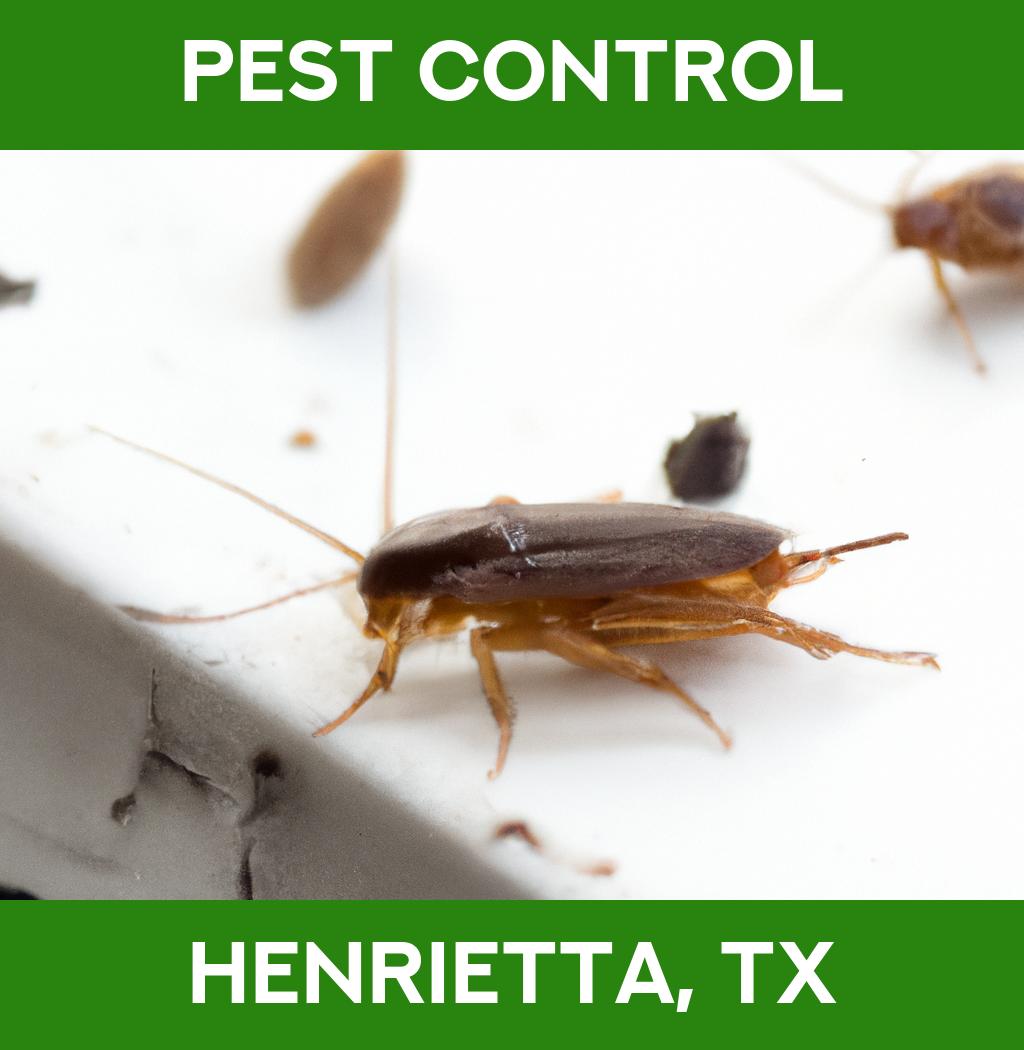pest control in Henrietta Texas