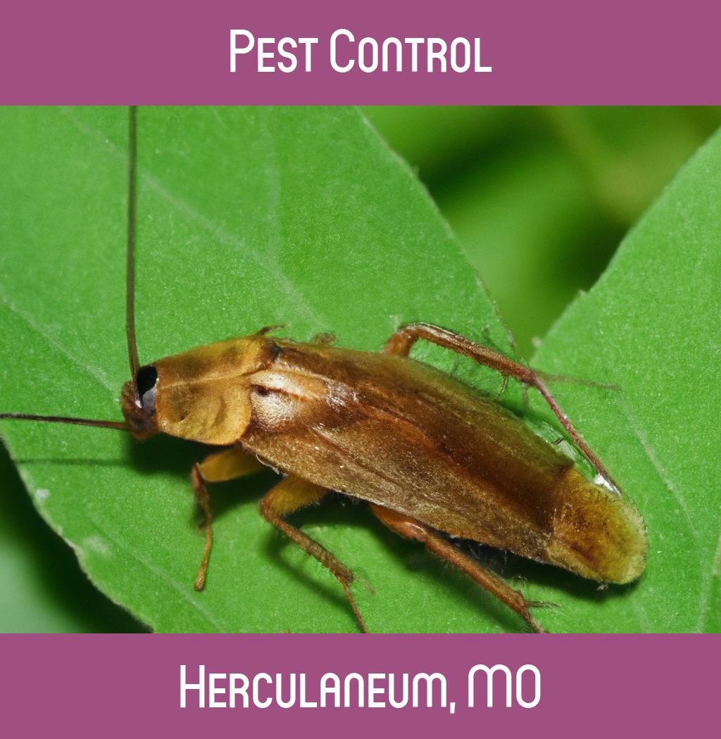 pest control in Herculaneum Missouri