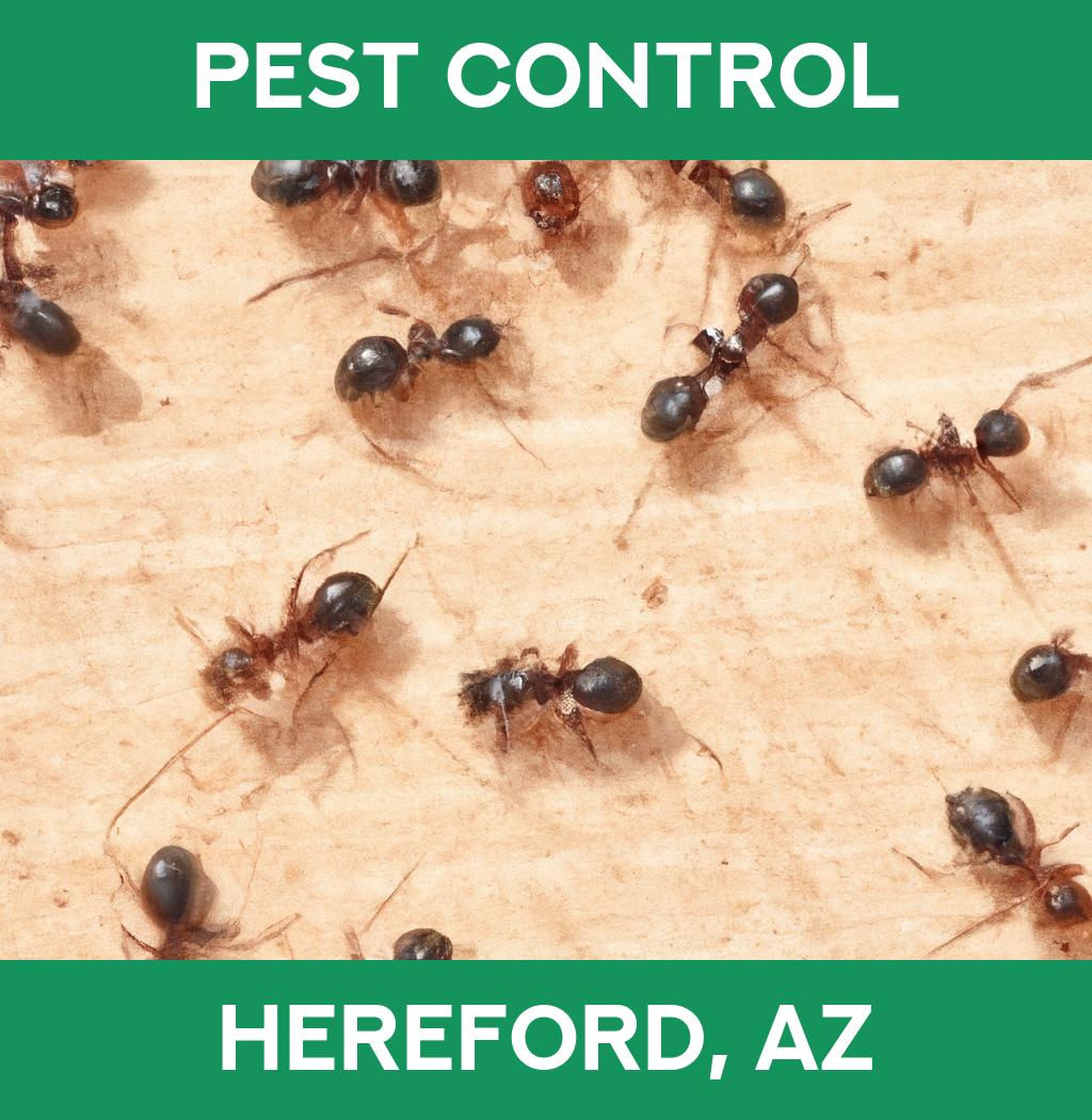 pest control in Hereford Arizona
