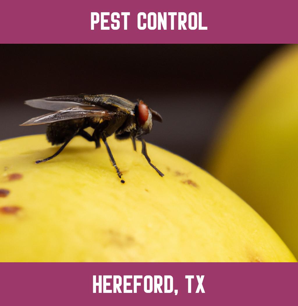 pest control in Hereford Texas