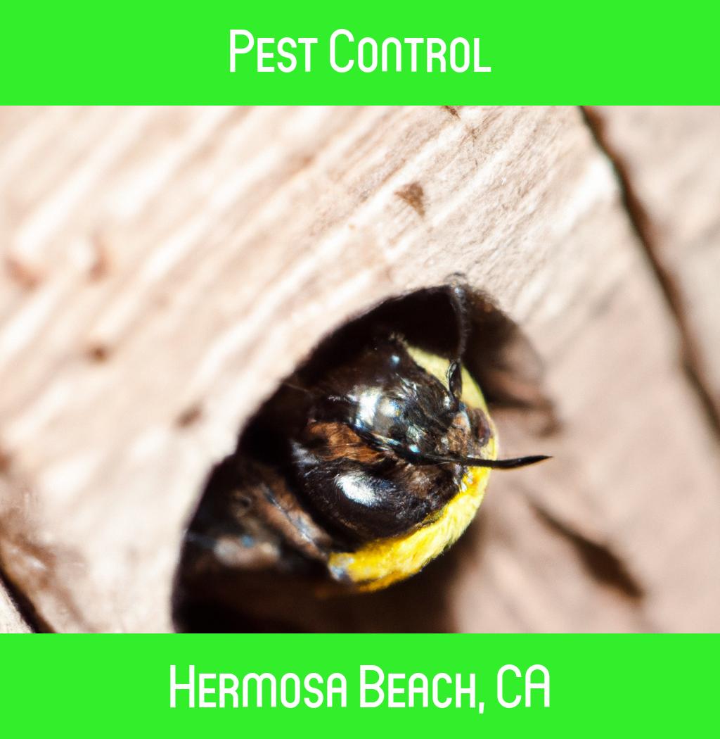 pest control in Hermosa Beach California