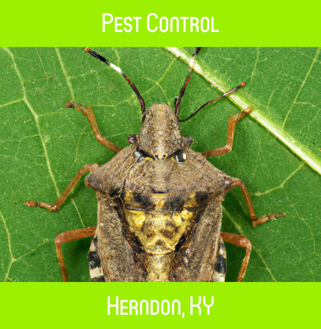 pest control in Herndon Kentucky