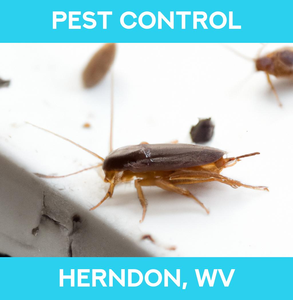 pest control in Herndon West Virginia