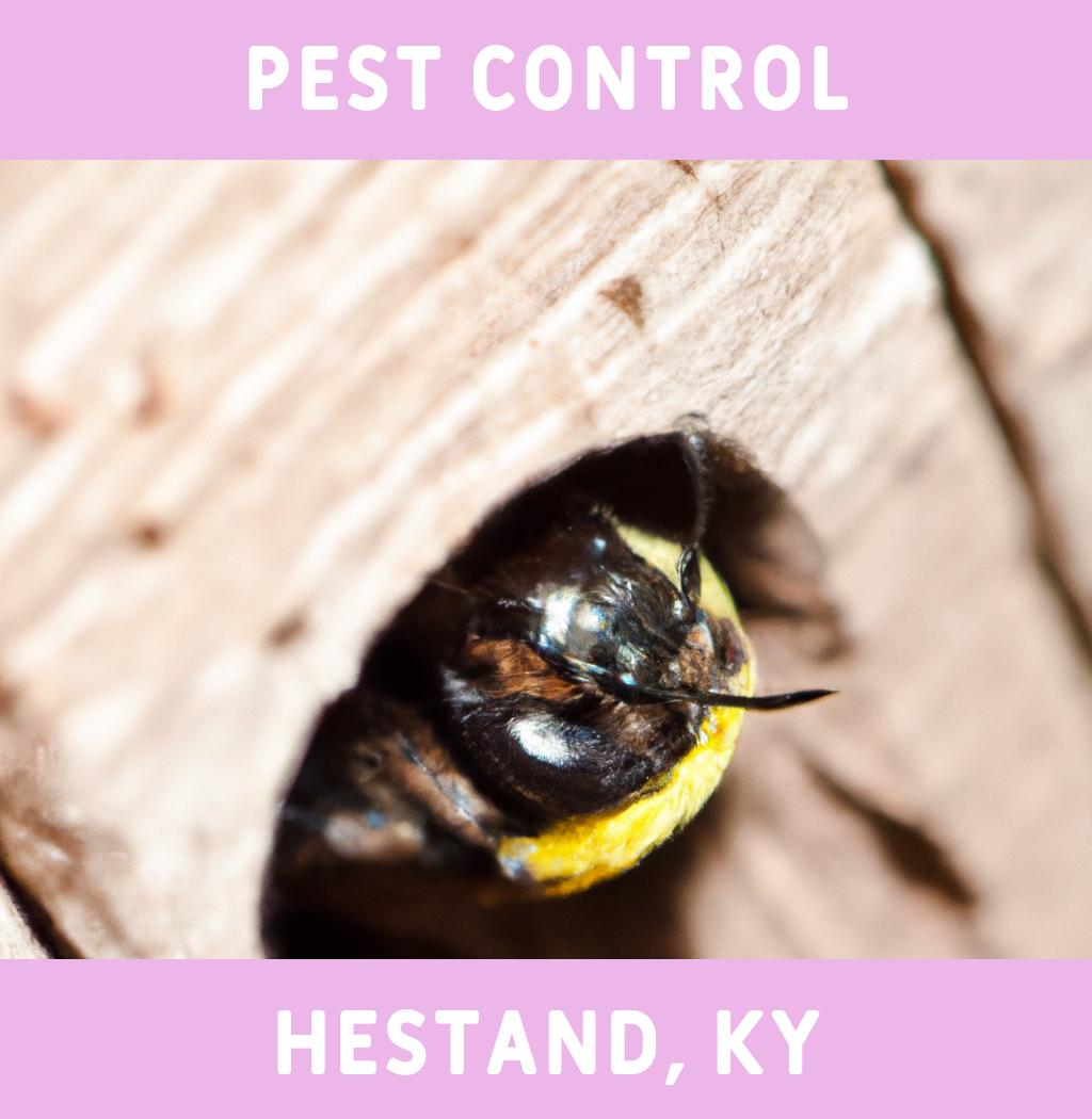 pest control in Hestand Kentucky