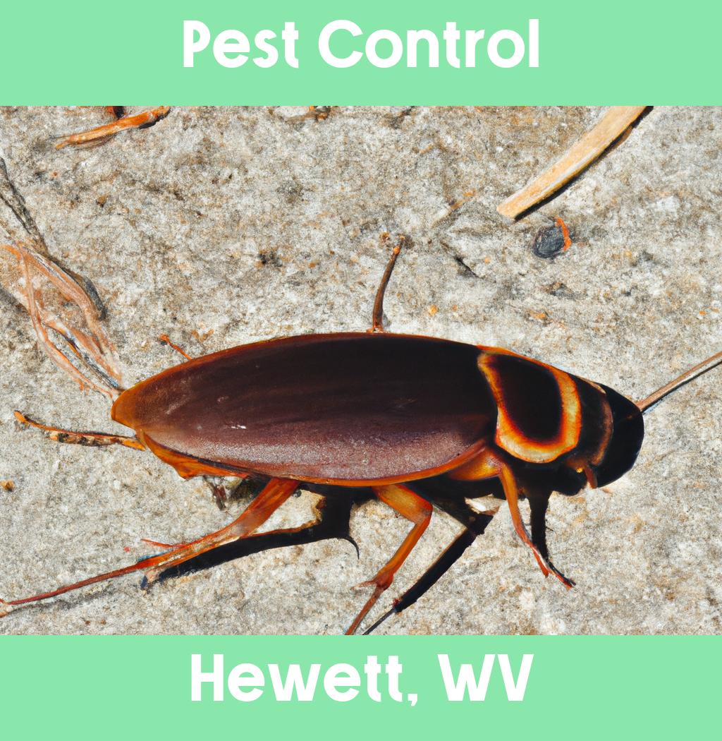 pest control in Hewett West Virginia