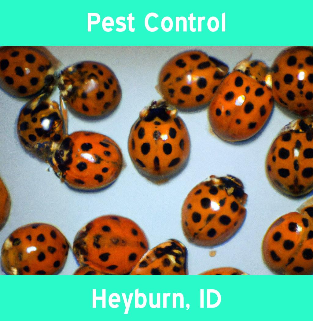 pest control in Heyburn Idaho
