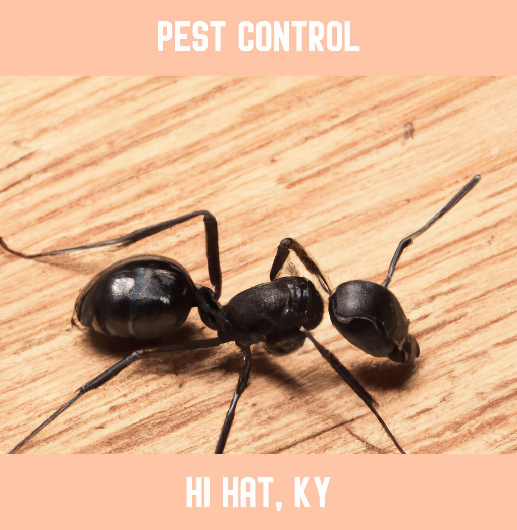 pest control in Hi Hat Kentucky