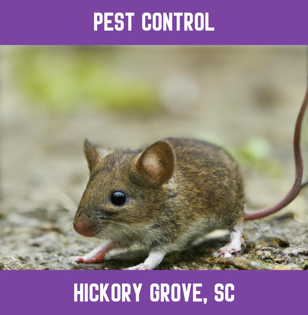 pest control in Hickory Grove South Carolina