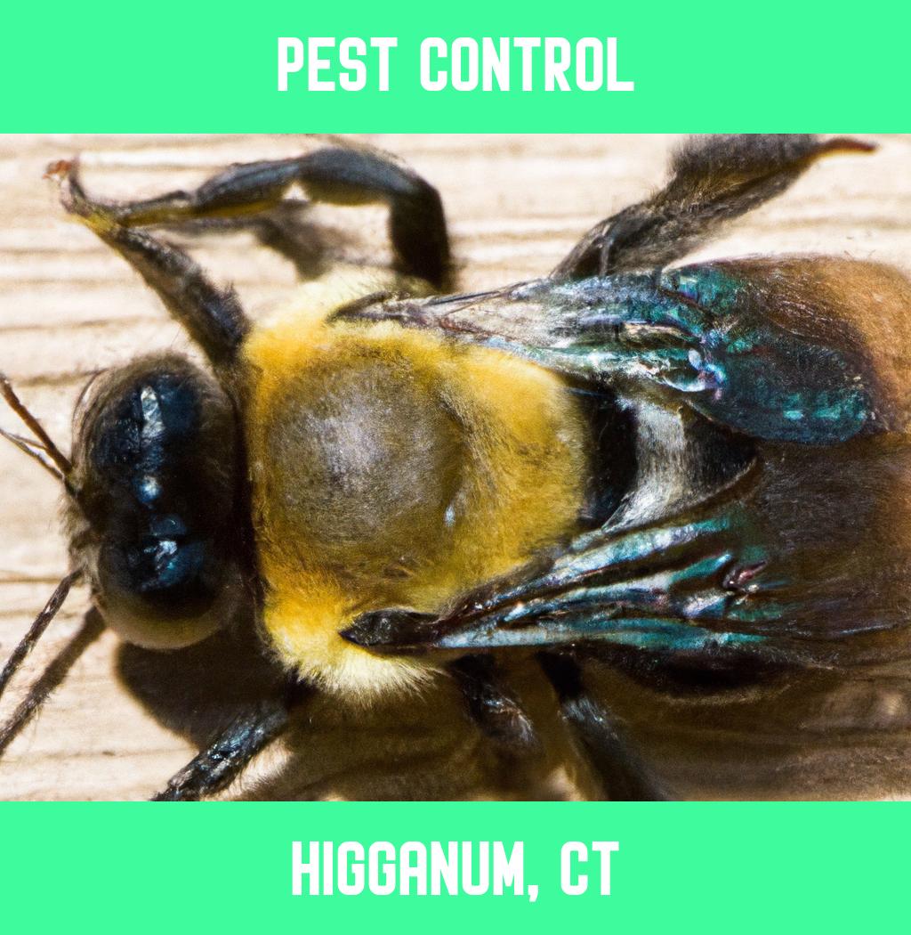 pest control in Higganum Connecticut