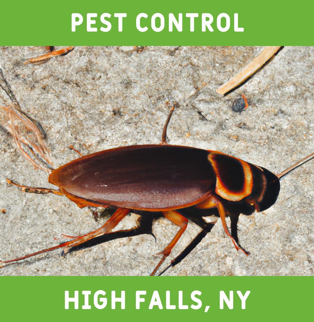 pest control in High Falls New York