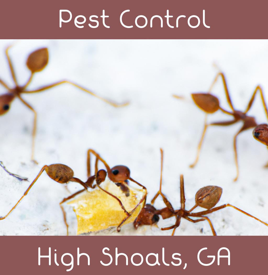 pest control in High Shoals Georgia