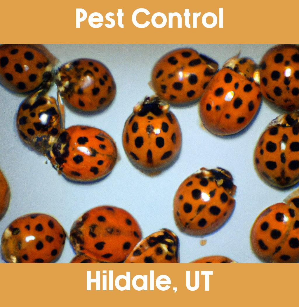 pest control in Hildale Utah