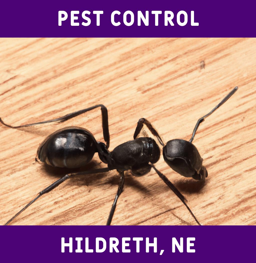 pest control in Hildreth Nebraska