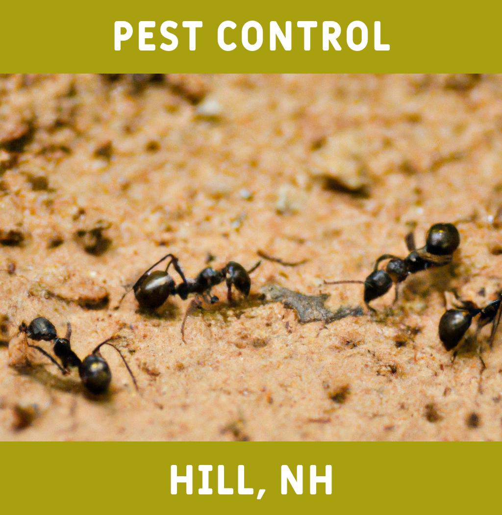 pest control in Hill New Hampshire