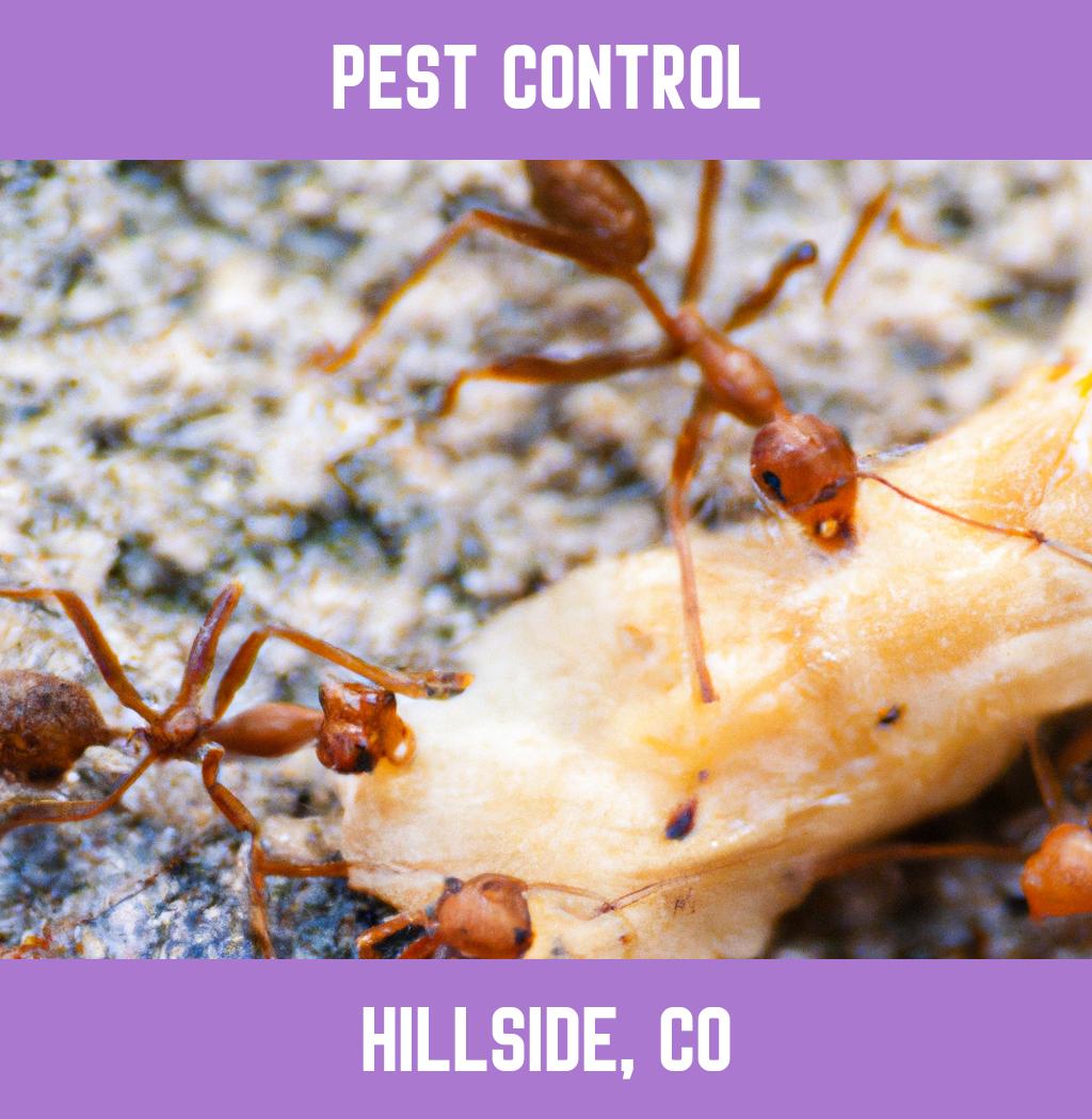 pest control in Hillside Colorado