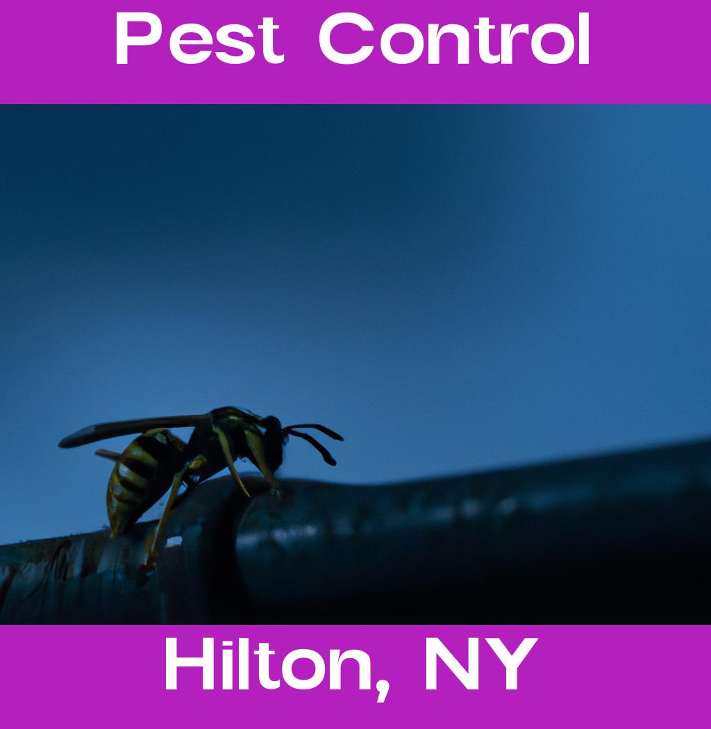 pest control in Hilton New York