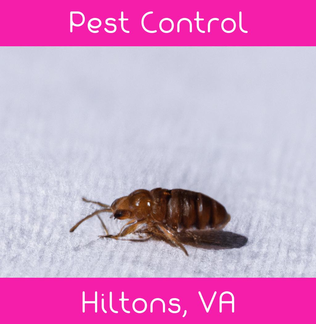 pest control in Hiltons Virginia