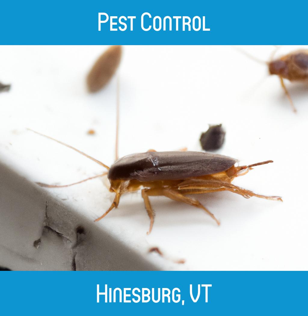 pest control in Hinesburg Vermont