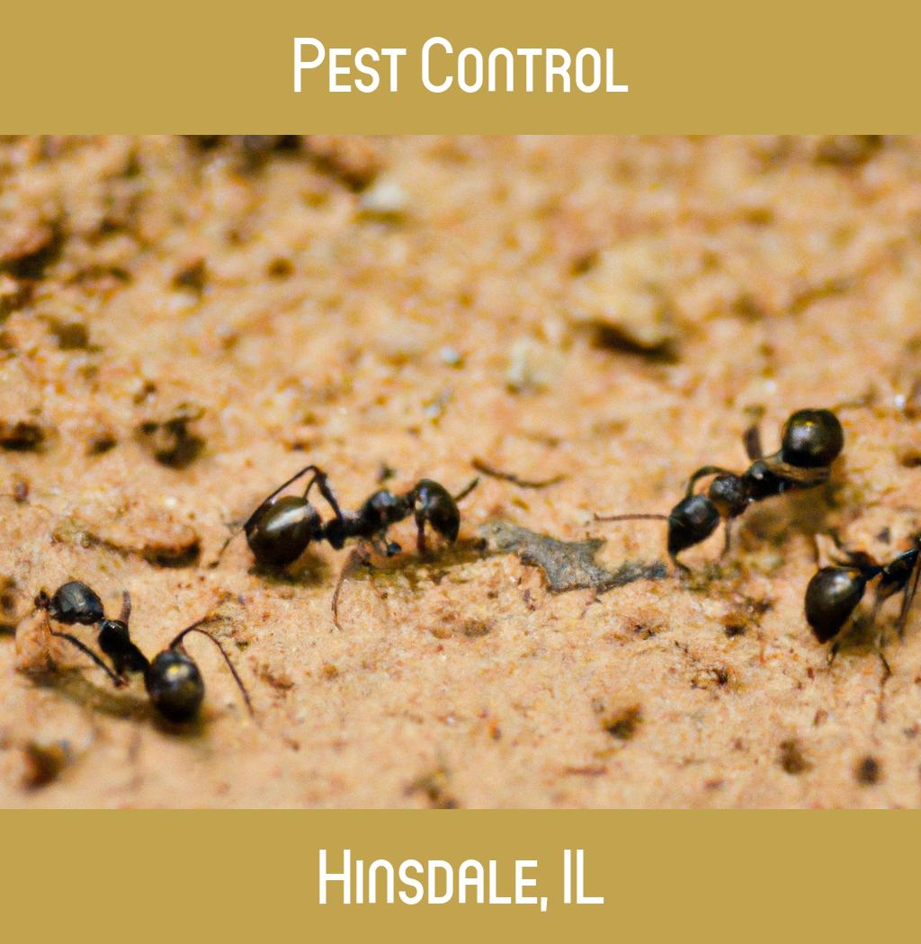 pest control in Hinsdale Illinois
