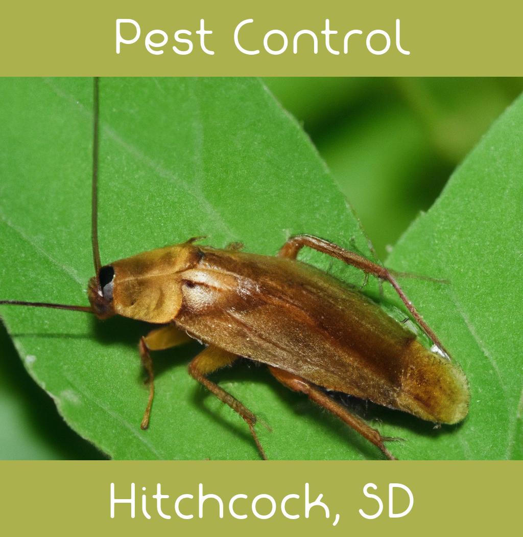 pest control in Hitchcock South Dakota
