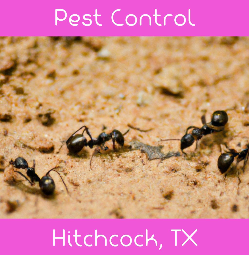 pest control in Hitchcock Texas
