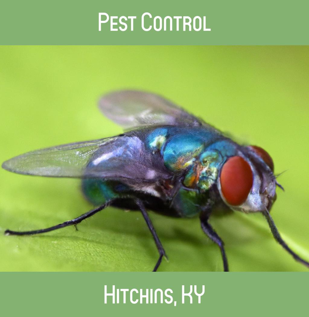 pest control in Hitchins Kentucky