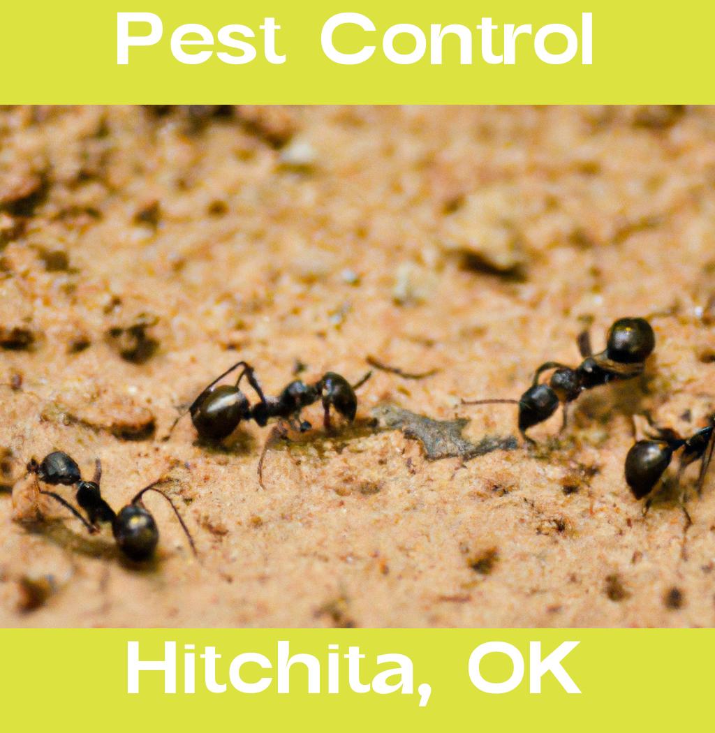 pest control in Hitchita Oklahoma