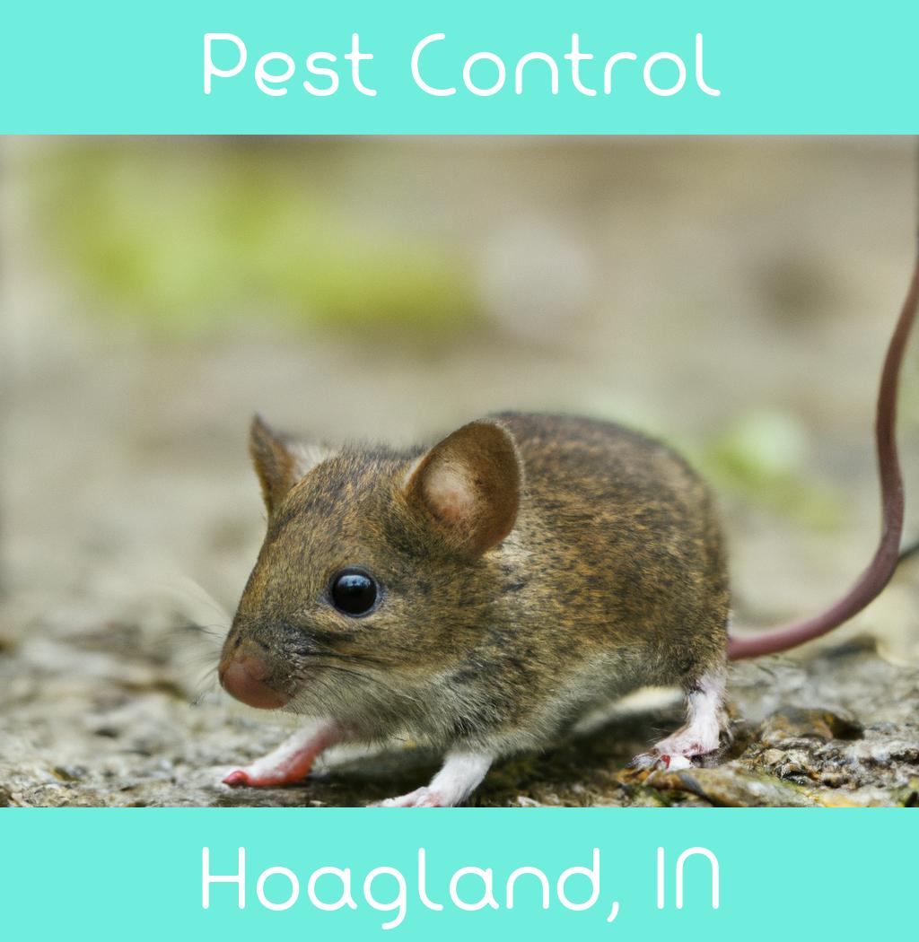 pest control in Hoagland Indiana