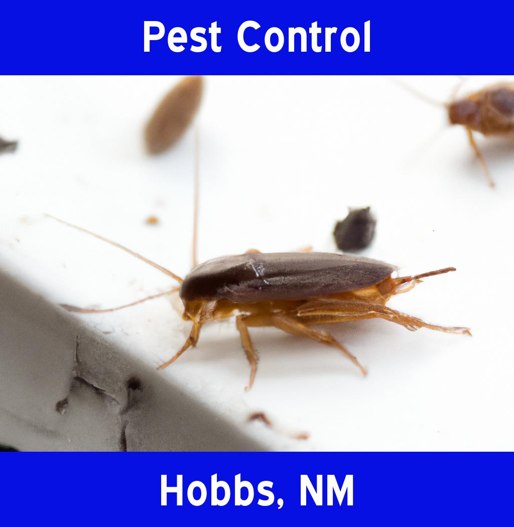 pest control in Hobbs New Mexico