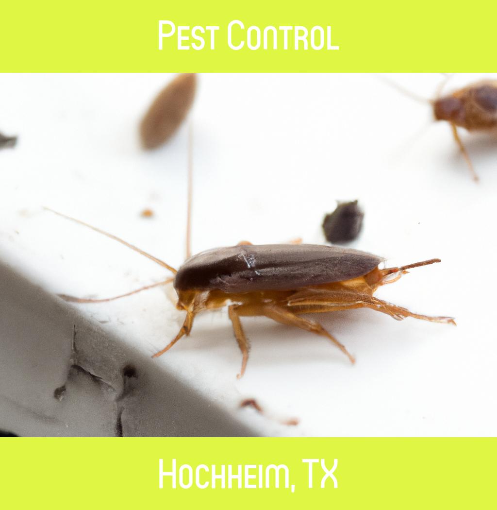 pest control in Hochheim Texas