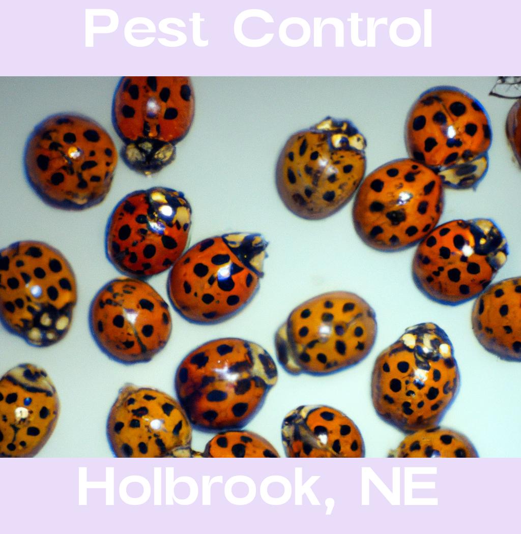 pest control in Holbrook Nebraska