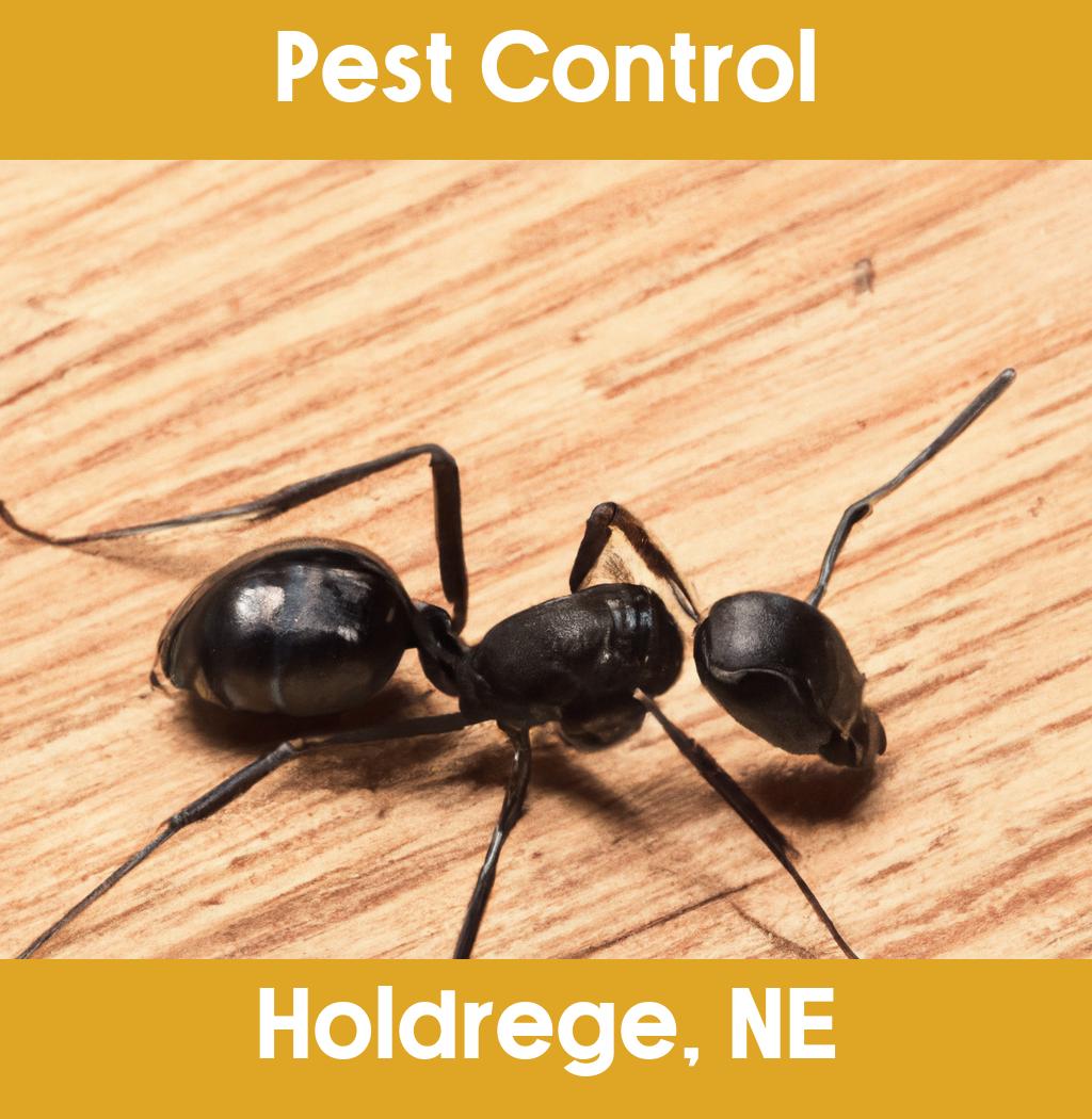 pest control in Holdrege Nebraska