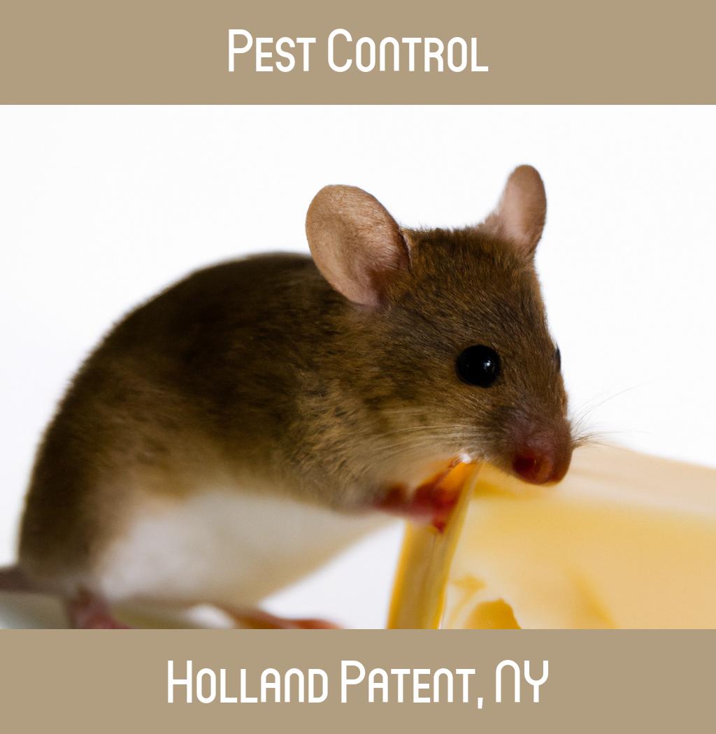 pest control in Holland Patent New York