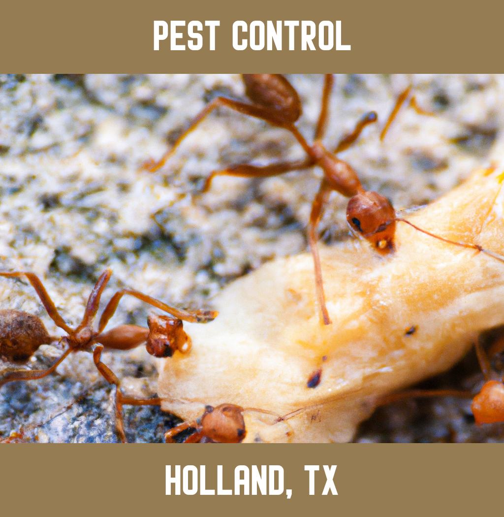 pest control in Holland Texas