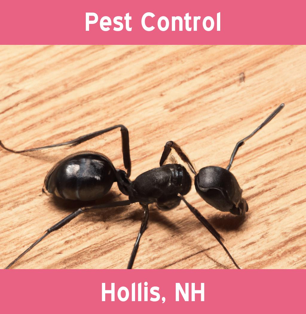 pest control in Hollis New Hampshire