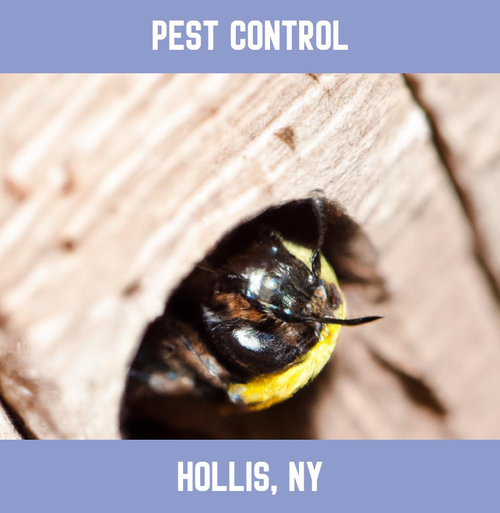 pest control in Hollis New York