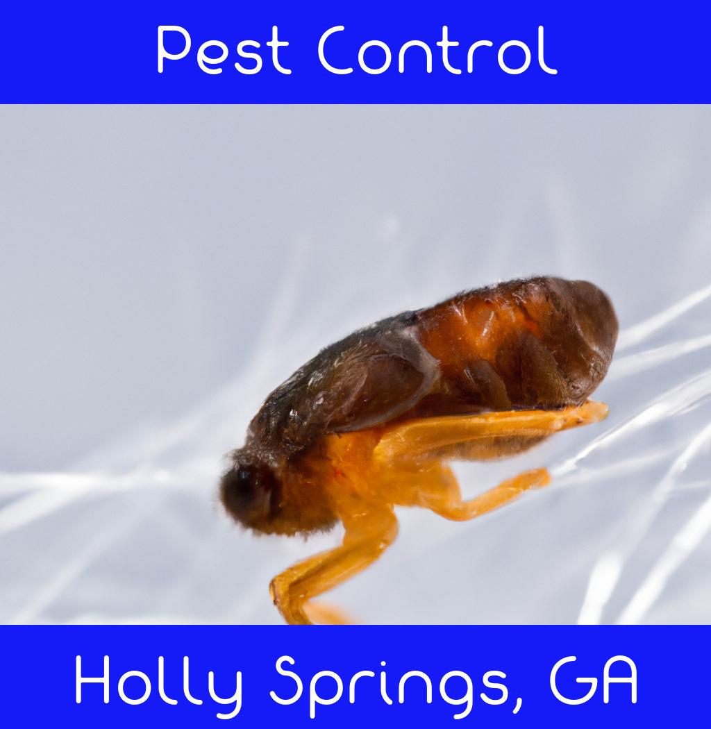 pest control in Holly Springs Georgia