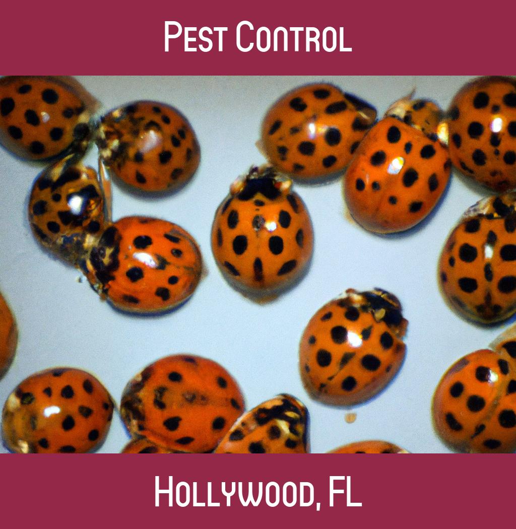 pest control in Hollywood Florida
